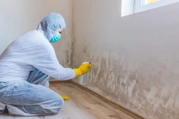 Licensed Basement Mold Remediation service in Parkton, MD - WQB Mold Removal